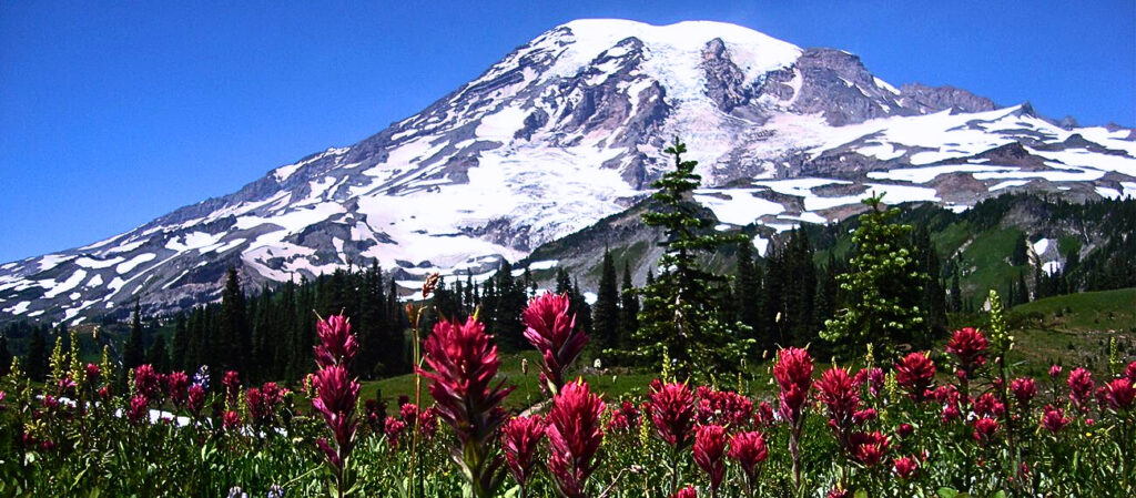 Mount Rainer 230,000 Acres Flower Field