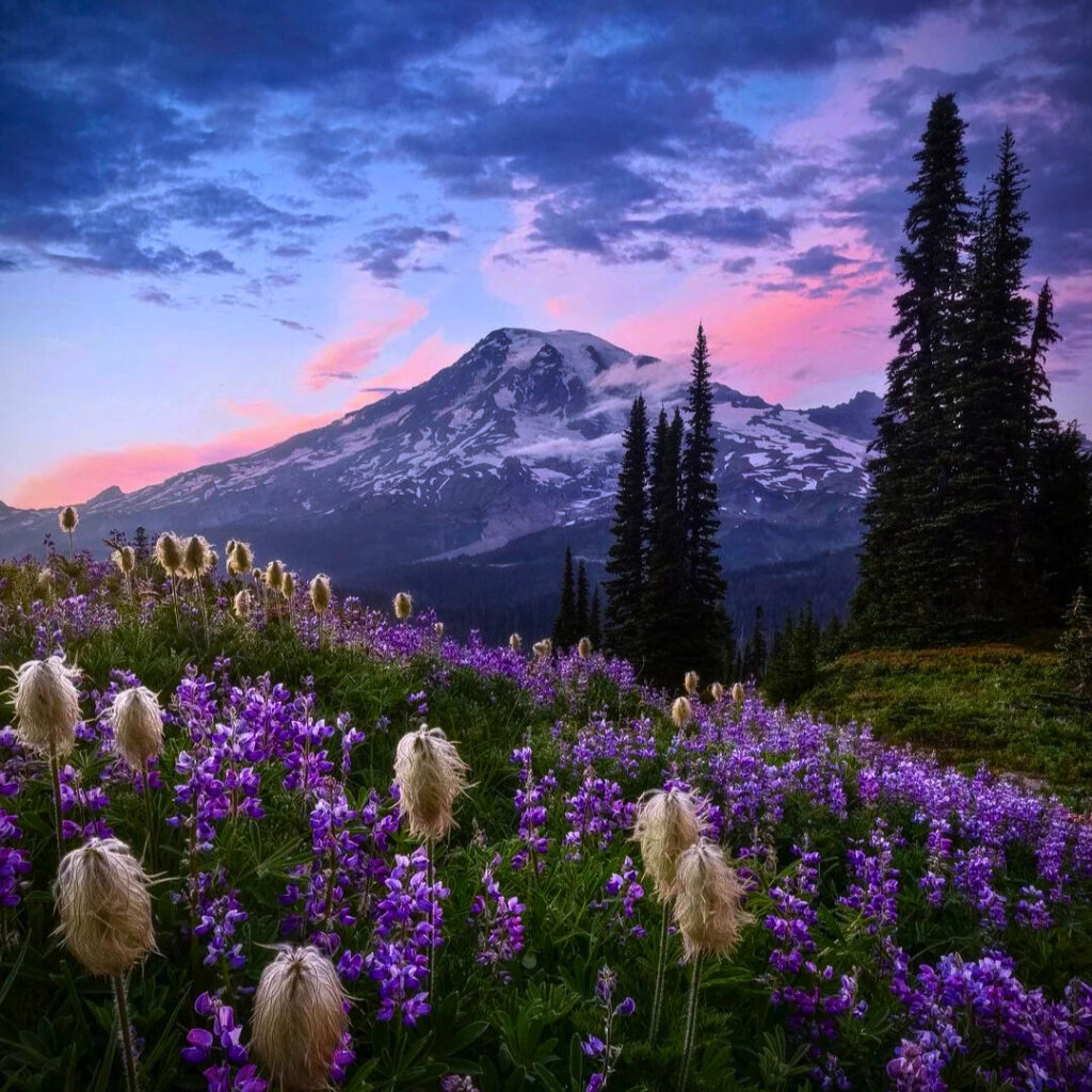 Mount Rainier Flower Field