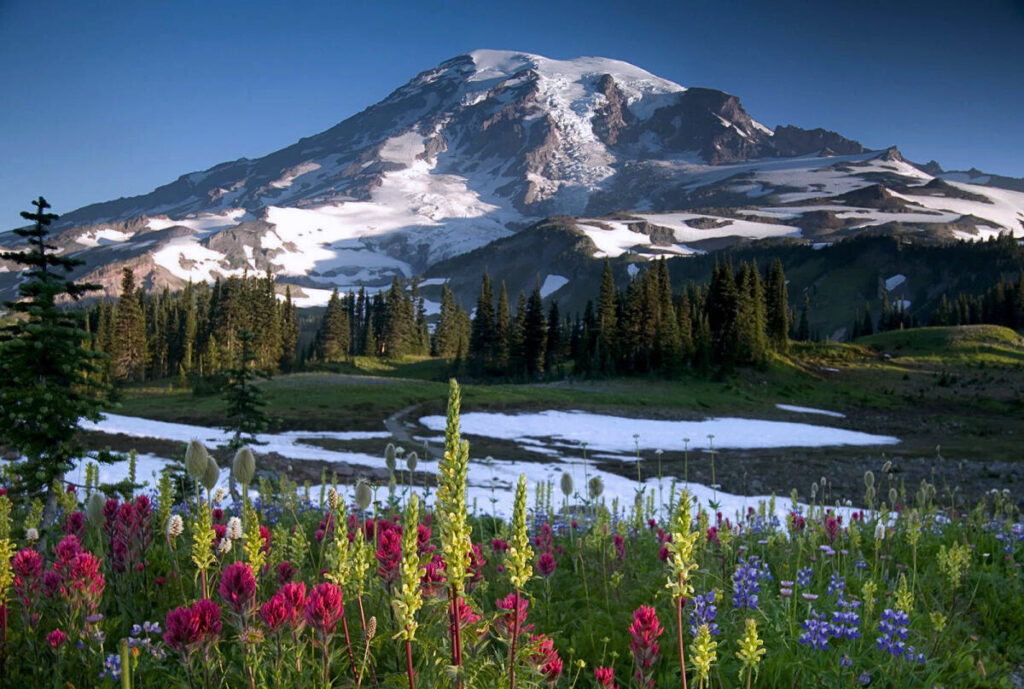 Mount Rainier Flower