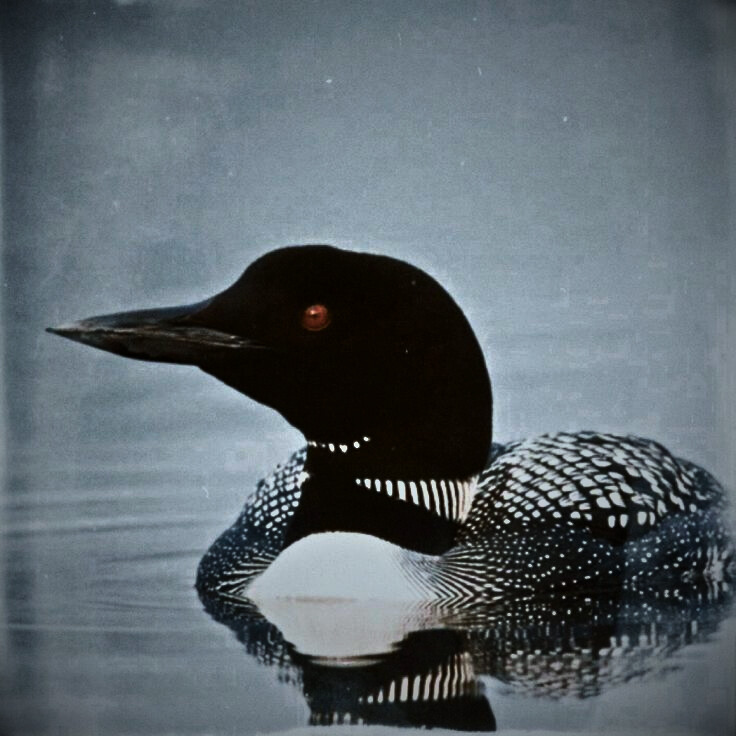 Wail of Loon