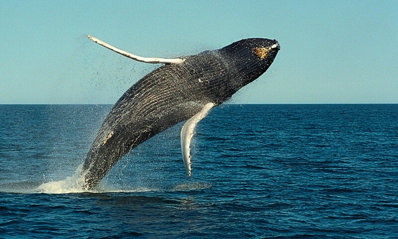 Whale Watching Bar Harbor