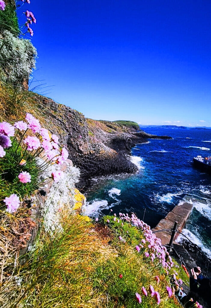 Isle of Mull Beach and Flower United Kingdom