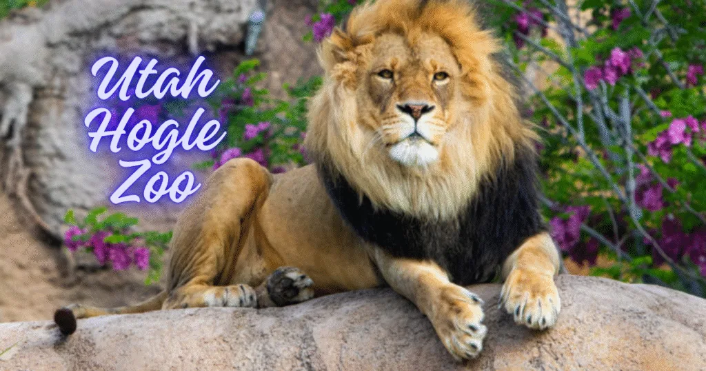 utah hogle zoo